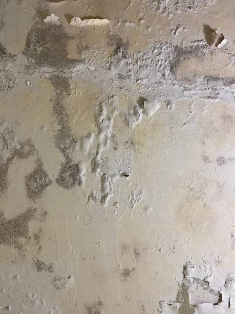 Trusted Isle Of Hope, GA Mold Removal Experts
