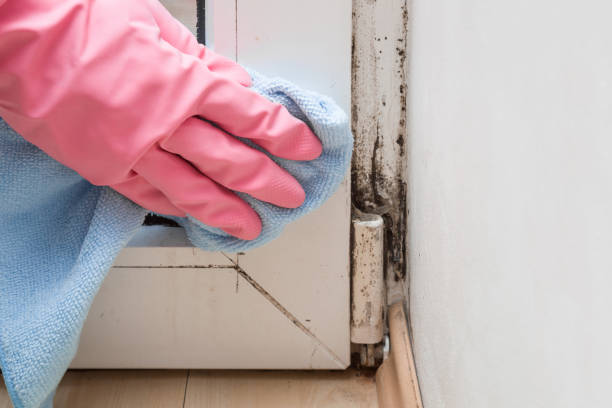 Best Mold Damage Repair  in Isle Of Hope, GA