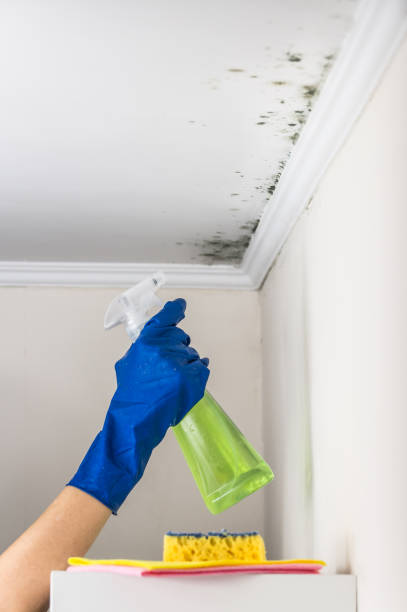 Best Certified Mold Removal  in Isle Of Hope, GA